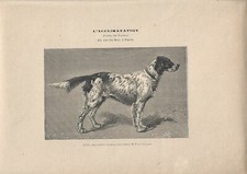 Stampa antica cane razza - razza,