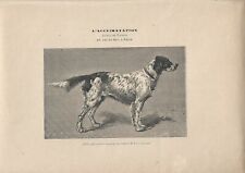 Stampa antica CANE razza CANE SETTER INGLESE FEMMINA 1890 ca Antique print dogs