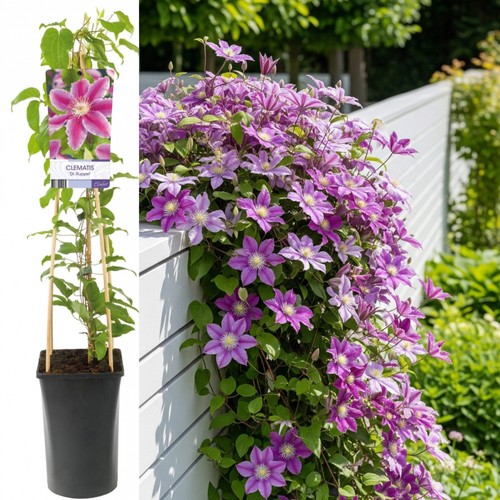 Pianta clematide clematis - pianta, di
