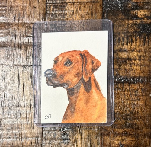 Rhodesian ridgeback dog - rhodesian,