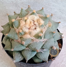 Ariocarpus Furfuraceus x