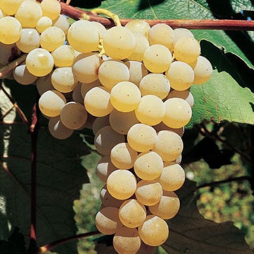 Uva fragola bianca - uva, pianta