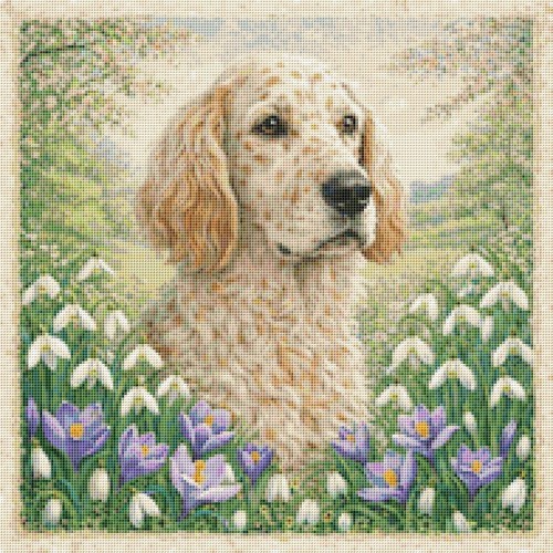 Setter inglese cucciolo cane