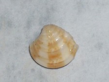 CLAUSINELLA FASCIATA UNIQUE