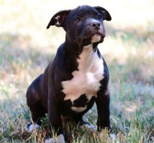 Cucciolo PITBULL DOGO Canario Cane Corso - DECORAZIONE CASA POSTER QUADRO FOTO