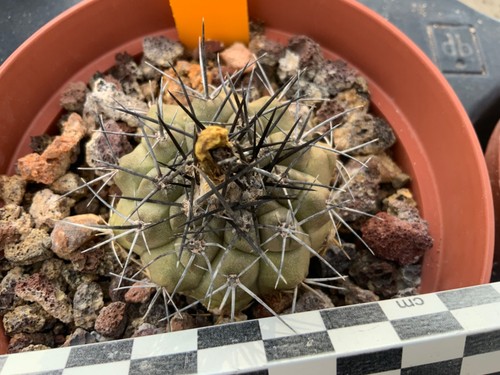 264 copiapoa spec wysiwyg - 264,