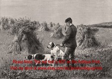 Puntatore e setter inglese addestramento cani caccia, stampa antica anni 1890