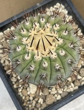 Copiapoa cinerea autoradicata