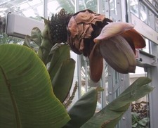 Ensete superbum, Musa superba