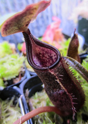 Semi nepenthes izumiae - nepenthes,