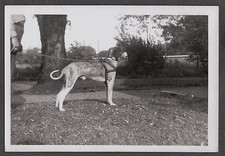 VINTAGE 1948 CANI DA CACCIA