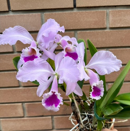 Pianta orchidea specie - di,