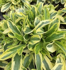 Nasturzio giallo - Arabis