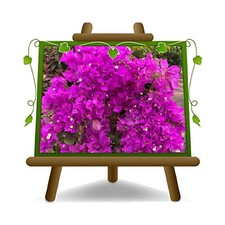 Bougainville Sanderiana a