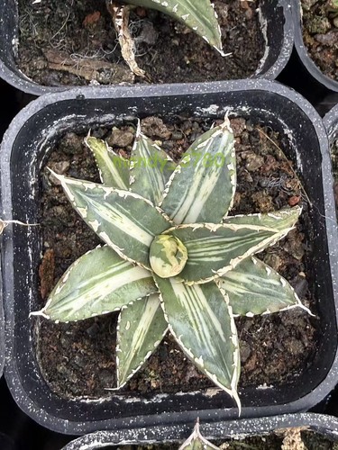 Sale agave titanota werewolf - sale,