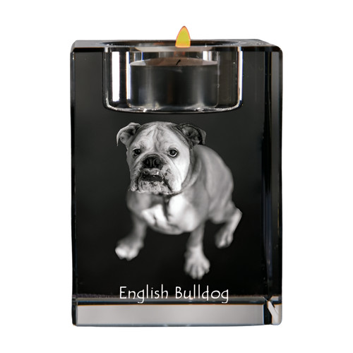 Bulldog inglese - bulldog,,