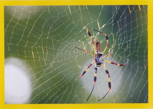 Panini national geographic - panini,