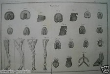 MASCALCIA_CAVALLI_ZOCCOLI_FERRATURA_ANTICA INCISIONE_CARTA FILIGRANATA VENERANDO