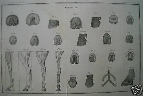 MASCALCIA_CAVALLI_ZOCCOLI_FERR
