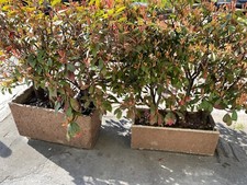 n. 5 Vasi in cemento pietra fioriera da giardino esterno interno per piante