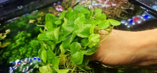 Piante acquario hydrocotyle - piante,