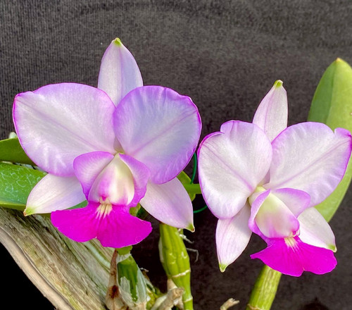 Cattleya walkeriana var
