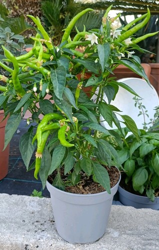 Piante peperoncino thai - 3,