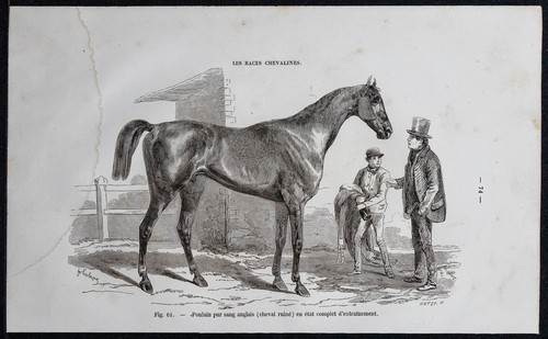 1882 puledro puro - 1882,