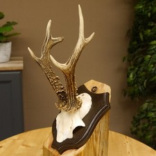 Capriolo Corna di Cervo Cervi