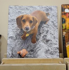 Foto del tuo animale domestico