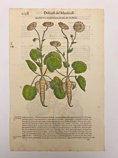 MATTIOLI Xilografia 1500 Botanica Erbario Piante "ACONITO PARDALIANCHE DIPLINIO"