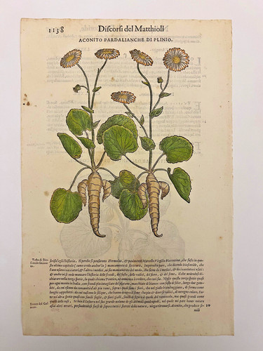 Mattioli xilografia 1500 - mattioli,