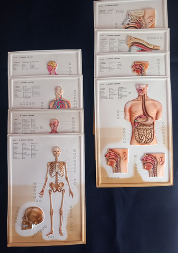 Set tavole anatomiche - , in
