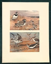 Stampa antica UCCELLI CORRIERE