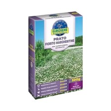 Semi prato margheritine