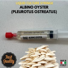 Ostrica Albina Coltura Liquida