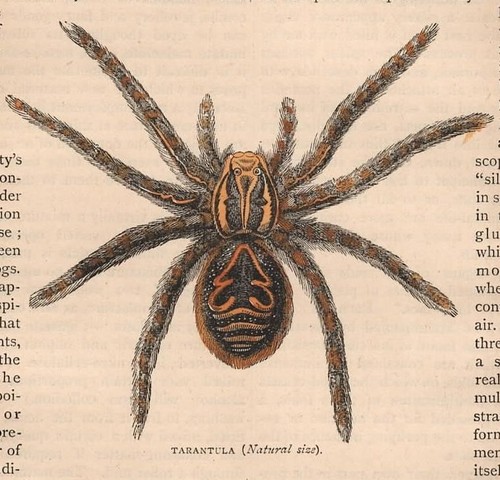 Stampa antica ragno tarantola - antica,