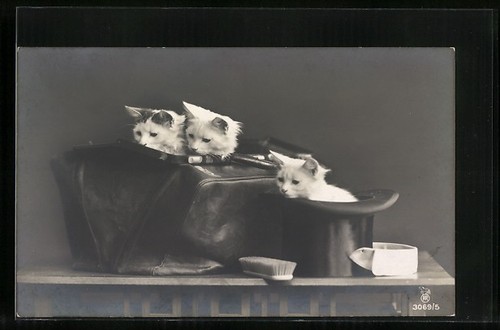 Cartolina tre piccoli gatti - tre, in