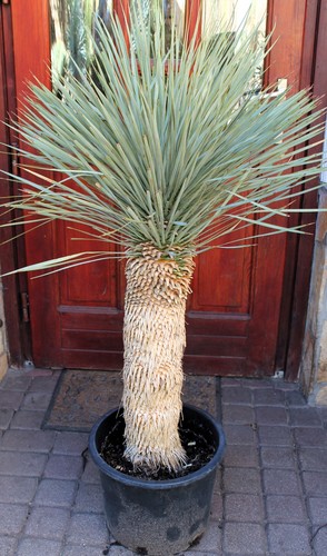 Yucca rostrata dal messico - dal,