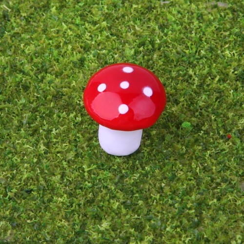 Funghi terrario in - funghi,