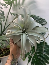 X-LARGE Live Air Plant