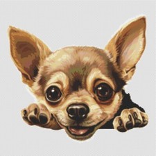 Cane cucciolo Chihuahua. Punto