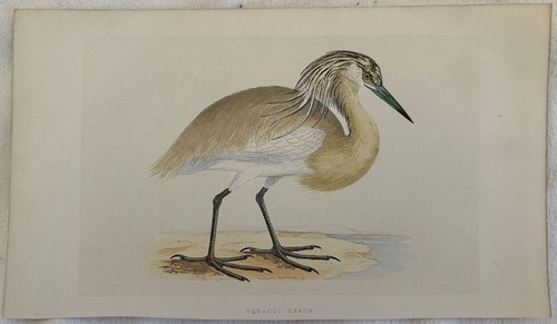 Squacco heron ardeola - squacco,