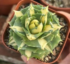 1 pz vendita 6-7 cm rara