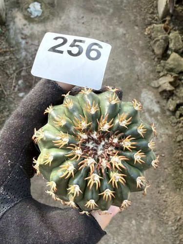 Pianta succulenta discocactus - pianta,