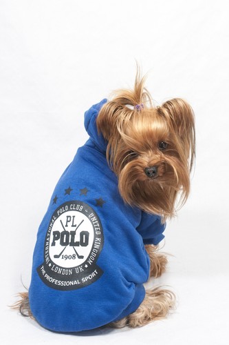 Felpa cane polo - felpa, vestito