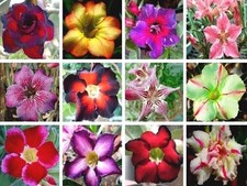 10 semi Adenium obesum MIX -