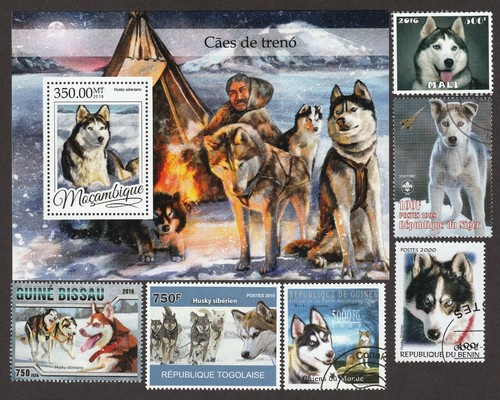 Siberian husky collezione - husky,