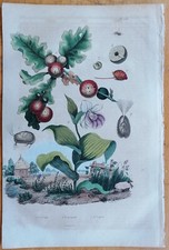 Cypripedium Gall Wasp - Stampa