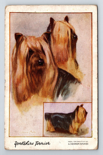 Animals dogs yorkshire - animals:,
